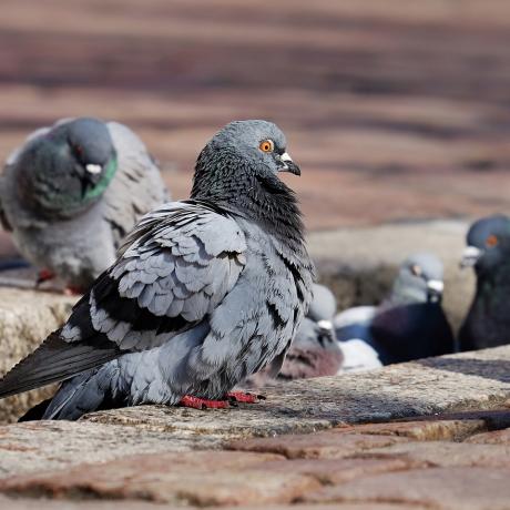 pigeons-3268990_1280_pixabay.jpg